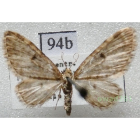 Eupithecia tantillaria Boisduval, 1840 Czech94b